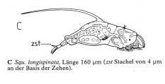 Squatinella longispinata, author: Christian D. Jersabek