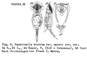 Squatinella rostrum var. myersi - Original description image, author: Christian D. Jersabek