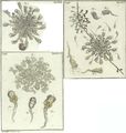 Stentorina biloba