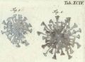 Stentorina roeselii
