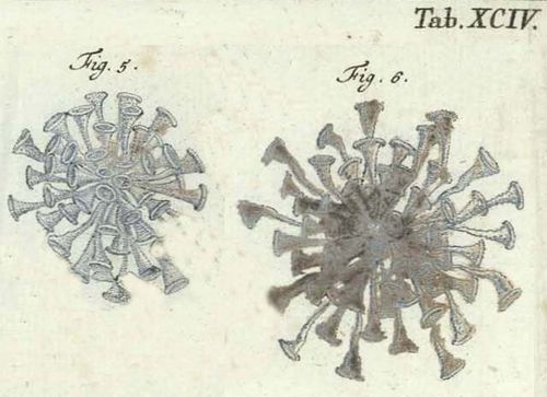 Stentorina roeselii Stentorina roeselii