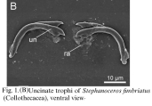 Stephanoceros fimbriatus, author: Christian D. Jersabek