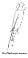 Stephanops armatus - Original description image, author: Christian D. Jersabek