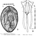 Streptognatha wasyliki - Original description image, author: Christian D. Jersabek