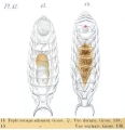 Taphrocampa selenura, author: Christian D. Jersabek