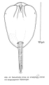 Testudinella emarginula, author: Christian D. Jersabek