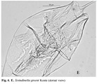 Testudinella greeni, author: Christian D. Jersabek
