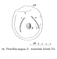 Testudinella magna - Original description image, author: Christian D. Jersabek