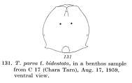 Testudinella parva f. bidentata, author: Christian D. Jersabek