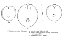 Testudinella patina, author: Christian D. Jersabek
