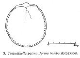 Testudinella patina f. trilobata, author: Christian D. Jersabek