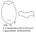 Testudinella reflexa, author: Christian D. Jersabek