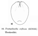 Testudinella reflexa, author: Christian D. Jersabek