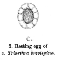 Triarthra breviseta, author: Christian D. Jersabek