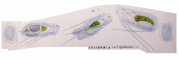 Triarthra mystacina, author: Christian D. Jersabek