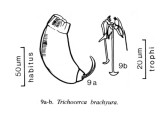 Trichocerca brachyura, author: Christian D. Jersabek