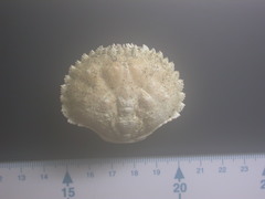 Schaaldieren