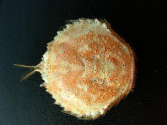 SWG soorten