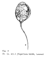 Trichocerca flagellata, author: Christian D. Jersabek