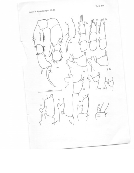 Pseudodiaptomus acutus leptopus Pseudodiaptomus acutus leptopus