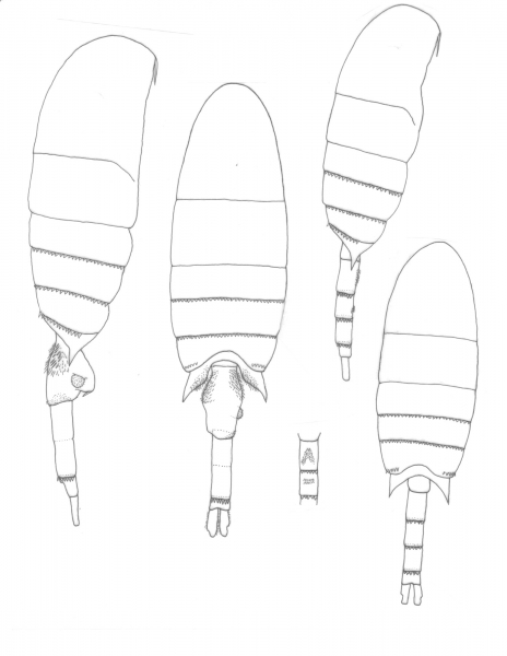 Pseudodiaptomus wrighti body Pseudodiaptomus wrighti body