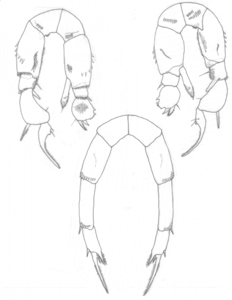 Pseudodiaptomus wrighti P5