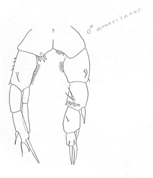 Pseudodiaptomus americanus Wright, 1937