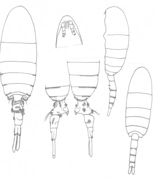 Pseudodiaptomus pelagicus body Pseudodiaptomus pelagicus body