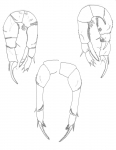 Pseudodiaptomus pelagiucs habitus