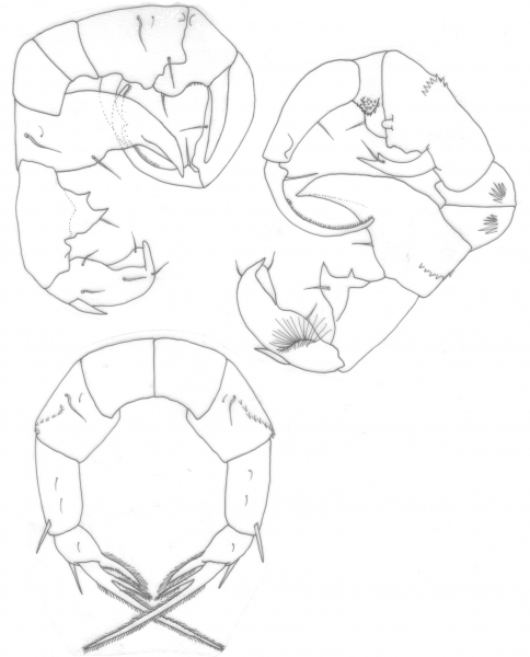 Pseudodiaptomus annandalei P5 Pseudodiaptomus annandalei P5
