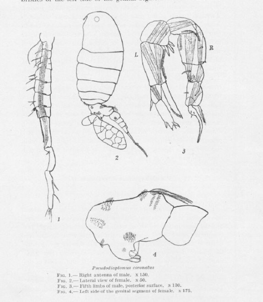 Pseudodiaptomus coronatus male Pseudodiaptomus coronatus male