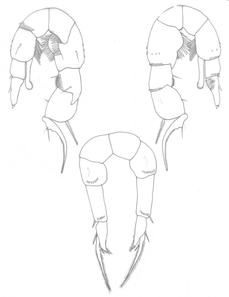culebrensis P5 culebrensis P5