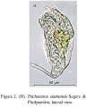 Trichocerca simoneae, author: Christian D. Jersabek
