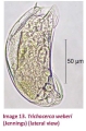 Trichocerca weberi, author: Christian D. Jersabek