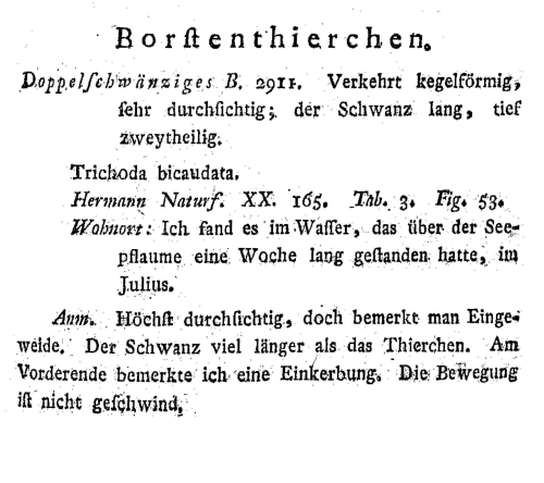 Trichoda bicaudata Trichoda bicaudata