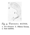 Trichoda bilunis