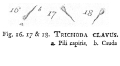Trichoda clavus