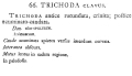 Trichoda clavus