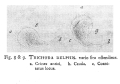 Trichoda delphis