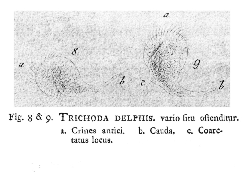Trichoda delphis Trichoda delphis