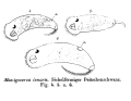 Trichoda lunaris