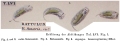Trichoda lunaris