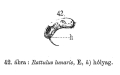 Trichoda lunaris
