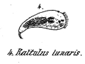 Trichoda lunaris
