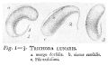 Trichoda lunaris
