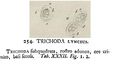 Trichoda lynceus