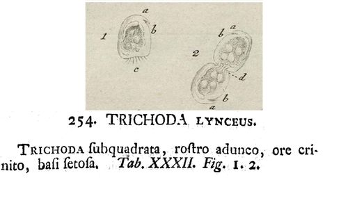 Trichoda lynceus Trichoda lynceus