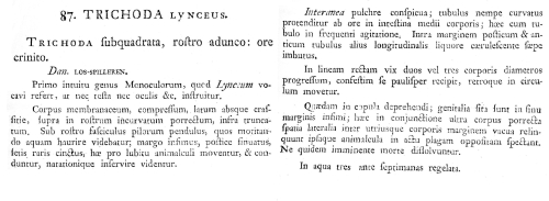 Trichoda lynceus Trichoda lynceus