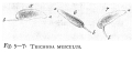 Trichoda musculus