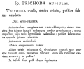 Trichoda musculus